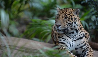 spirit-of-the-jaguar-2016-jaguar-at-the-zoo-desktoplatin-america